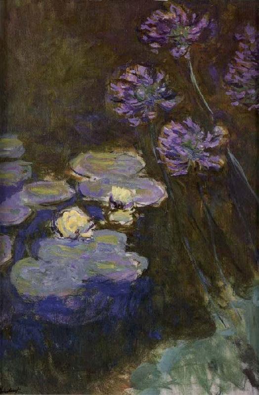 Water Lilies and Agapanthus Lilies